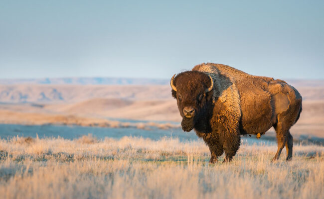 Some things take time. This one took a lifetime. buffalo blog